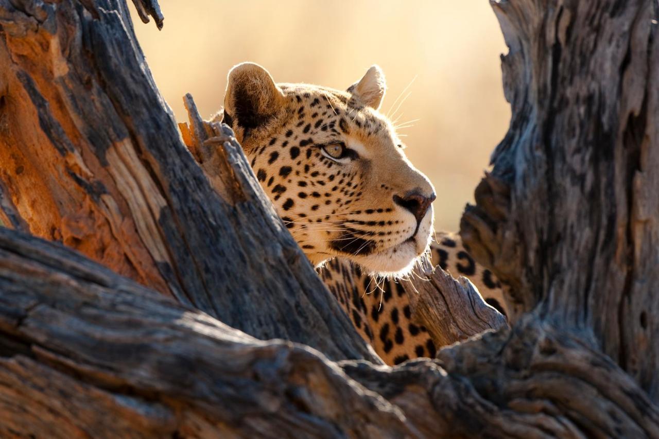 Willa Okonjima Plains Camp Otjiwarongo Zewnętrze zdjęcie