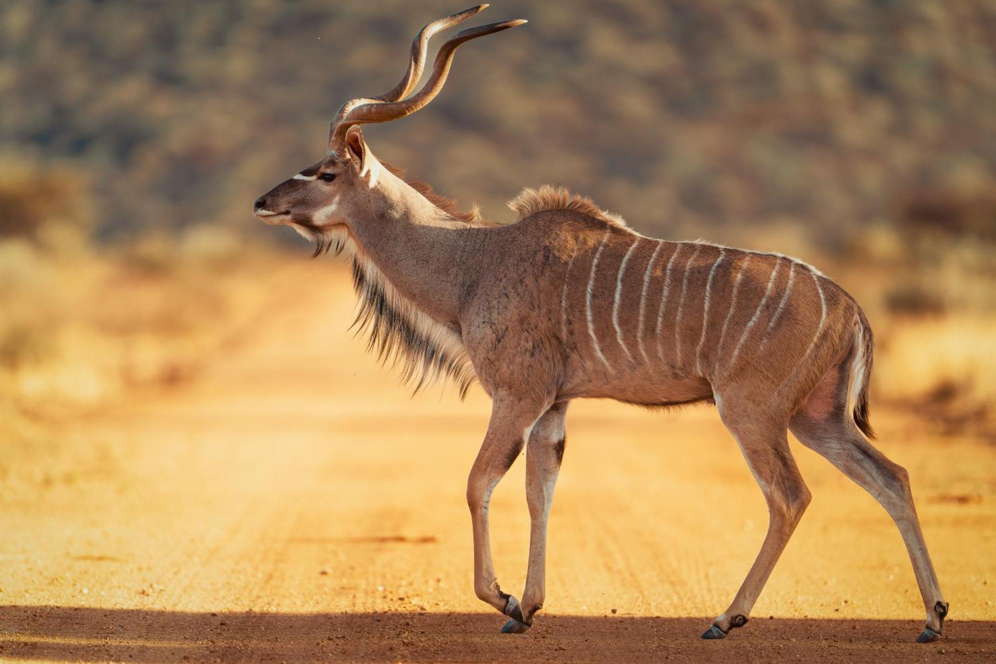 Willa Okonjima Plains Camp Otjiwarongo Zewnętrze zdjęcie
